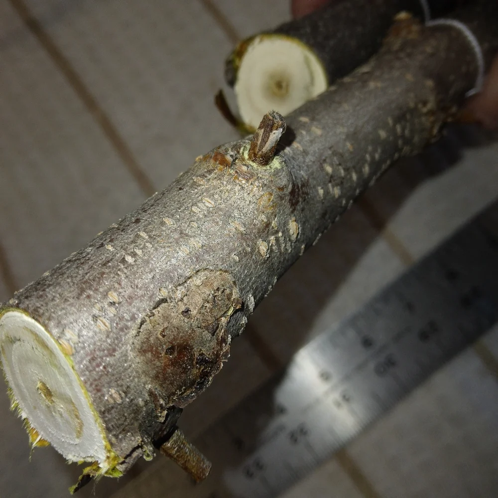 Peach Tree Branches for Crafting Isopods Reptiles  Terarrium  Jararrium Vivarium